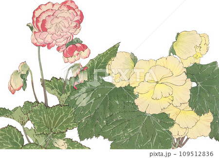 日本画 花 ベゴニアのイラスト素材 [109512836] - PIXTA