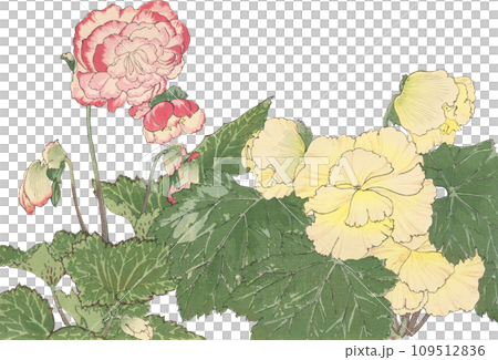 日本画 花 ベゴニアのイラスト素材 [109512836] - PIXTA