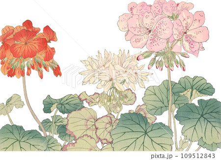 日本画 花 ゼラニウムのイラスト素材 [109512843] - PIXTA