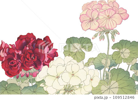 日本画　花　ゼラニウム 109512846