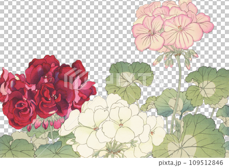 日本画　花　ゼラニウム 109512846