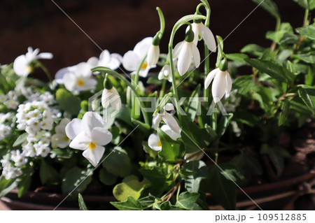 スノードロップとビオラの寄せ植え 109512885
