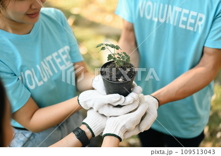 Group of young volunteers seedlings to plant. World environment day concept 109513043