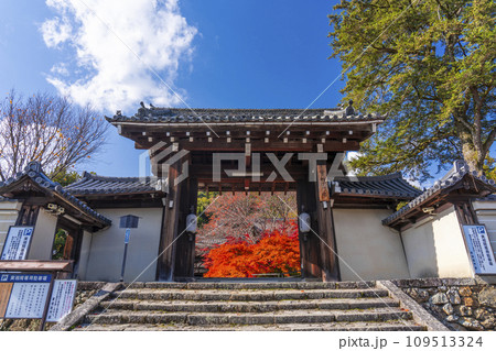 秋の京都　実相院門跡　紅葉に包まれた四脚門 109513324