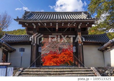 秋の京都 実相院門跡 紅葉に包まれた四脚門 秋の京都 実相院門跡 紅葉に包まれた四脚門 109513325
