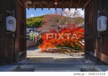 秋の京都 実相院門跡 紅葉に包まれた四脚門 秋の京都 実相院門跡 紅葉に包まれた四脚門 109513329