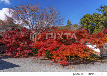 秋の京都　実相院門跡　玄関前の紅葉 109513330