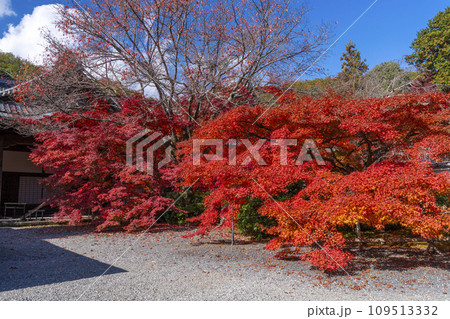 秋の京都　実相院門跡　玄関前の紅葉 109513332