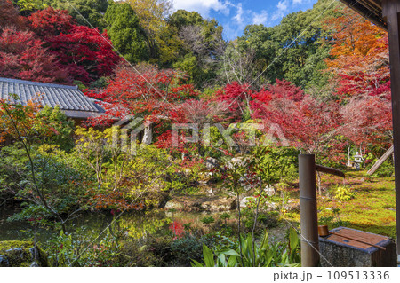 秋の京都 実相院門跡 紅葉に包まれた山水庭園 秋の京都 実相院門跡 紅葉に包まれた山水庭園 109513336