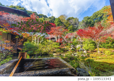 秋の京都　実相院門跡　紅葉に包まれた山水庭園 109513343