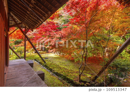 秋の京都　実相院門跡　紅葉に包まれた庭園 109513347