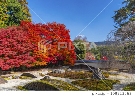 秋の京都 実相院門跡 紅葉に包まれた「こころのお庭」 秋の京都 実相院門跡 紅葉に包まれた「こころのお庭」 109513362