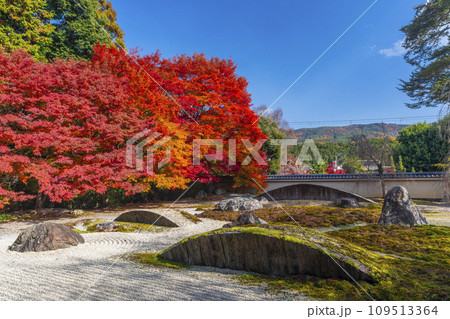 秋の京都　実相院門跡　紅葉に包まれた「こころのお庭」 109513364