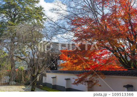 秋の京都　実相院門跡　紅葉に包まれた「こころのお庭」 109513366
