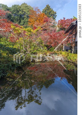 秋の京都　実相院門跡　紅葉に包まれた山水庭園 109513383