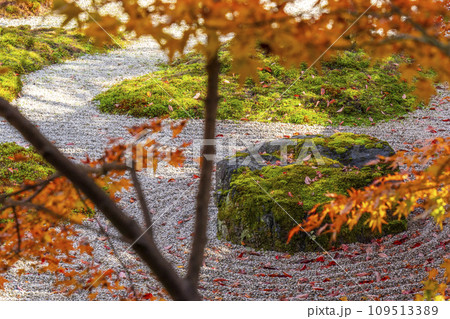 秋の京都 実相院門跡 紅葉に包まれた「こころのお庭」 秋の京都 実相院門跡 紅葉に包まれた「こころのお庭」 109513389