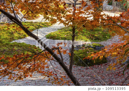 秋の京都 実相院門跡 紅葉に包まれた「こころのお庭」 秋の京都 実相院門跡 紅葉に包まれた「こころのお庭」 109513395