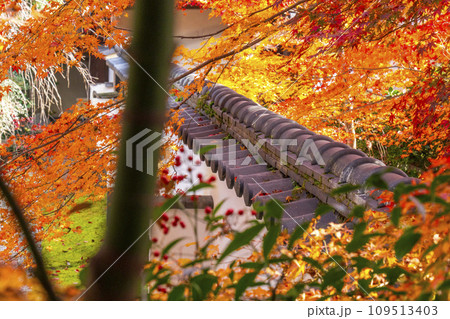 秋の京都　実相院門跡　紅葉に包まれた「こころのお庭」 109513403