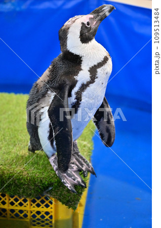ケープペンギン　 109513484