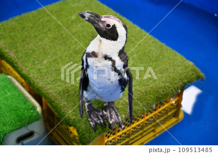 ケープペンギン　 109513485
