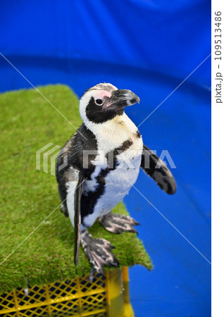 ケープペンギン　 109513486