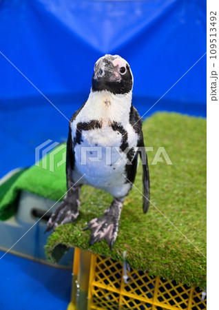 ケープペンギン ケープペンギン 109513492
