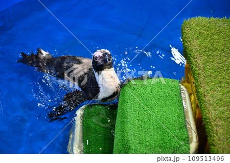 ケープペンギン　 109513496
