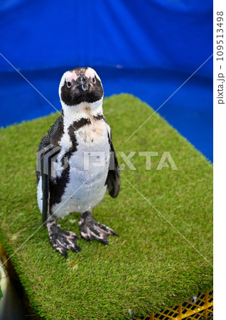 ケープペンギン ケープペンギン 109513498