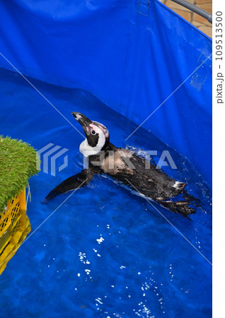 ケープペンギン ケープペンギン 109513500