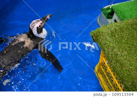 ケープペンギン ケープペンギン 109513504