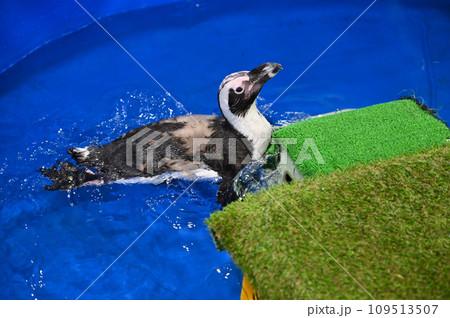 ケープペンギン ケープペンギン 109513507