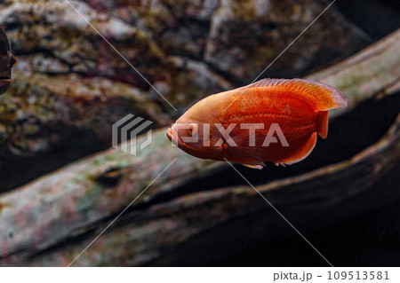 Underwater photography of Oscar fish (fish) Underwater photography of Oscar fish (fish) 109513581