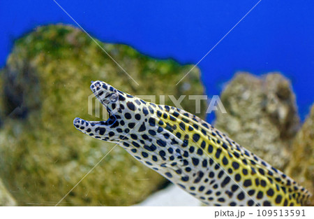 Underwater shot of Gymnothorax favagineus fish Underwater shot of Gymnothorax favagineus fish 109513591