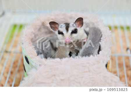可愛いフクロモモンガの赤ちゃん 可愛いフクロモモンガの赤ちゃん 109513825