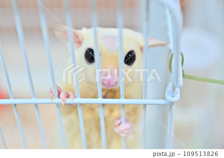 可愛いフクロモモンガ 可愛いフクロモモンガ 109513826