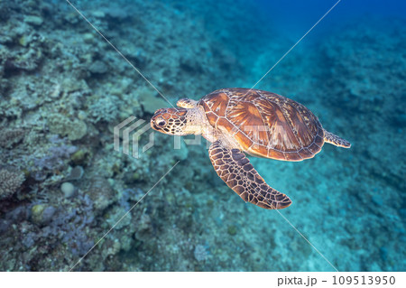 泳ぐウミガメ 109513950