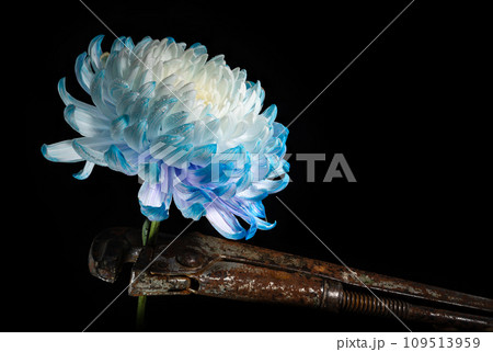 Composition with an old rusty wrench and chrysanthemum flower Composition with an old rusty wrench and chrysanthemum flower 109513959