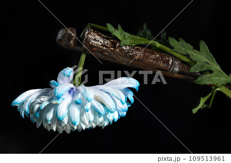 Composition with an old rusty wrench and chrysanthemum flower 109513961