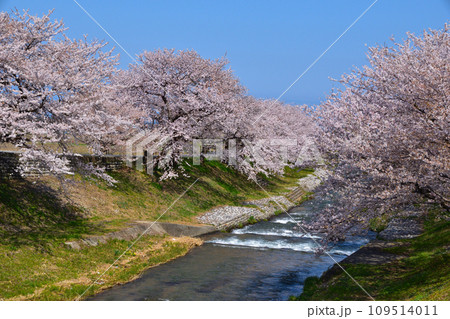桜景　富山　あさひ舟川 109514011