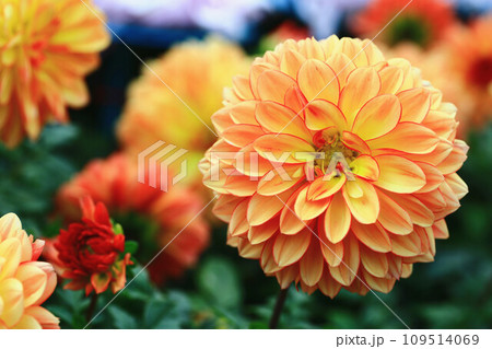 花 フラワー お花 109514069