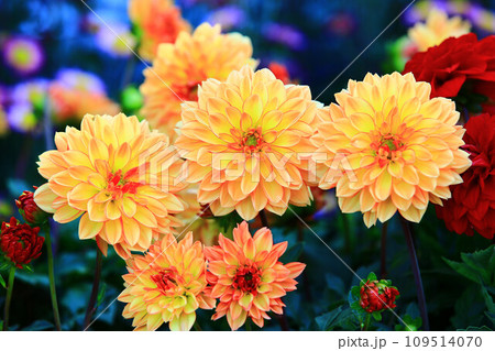 花 フラワー お花 109514070