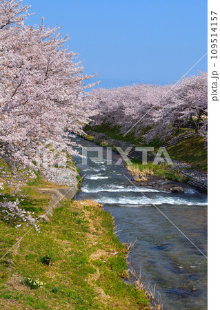 桜景 富山 あさひ舟川 桜景 富山 あさひ舟川 109514157