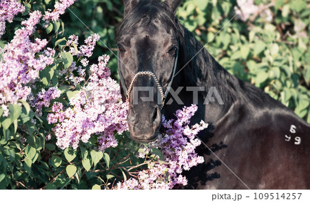 portrait of beautiful black stallion posing nearly blossom lilac bush at sunny evening. close up 109514257