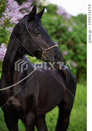 portrait of beautiful black stallion posing nearly blossom lilac bush. cloudy evening 109514259