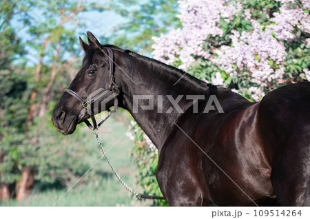 portrait of beautiful black stallion posing nearly blossom lilac bush. sunny evening portrait of beautiful black stallion posing nearly blossom lilac bush. sunny evening 109514264