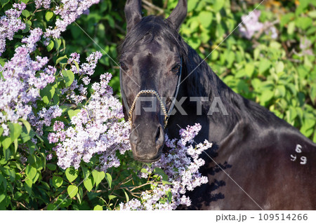 portrait of beautiful black stallion posing nearly blossom lilac bush at sunny evening. close up 109514266