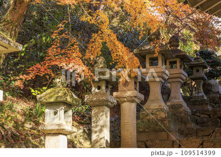 長谷寺の紅葉 109514399