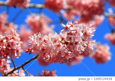 桜 さくら サクラ 109514438