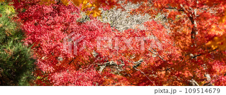 楓 カエデ メープル 109514679