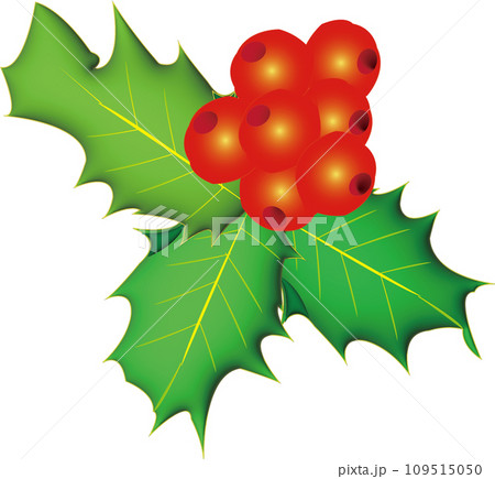 西洋ひいらぎ 109515050